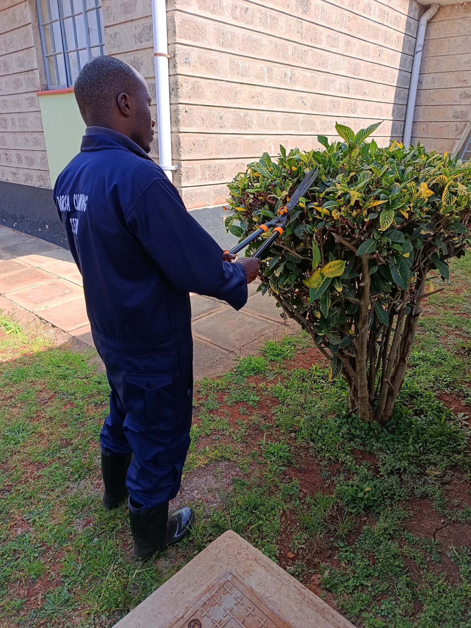 Dorsa landscaping technician shaping shrubs on a client property