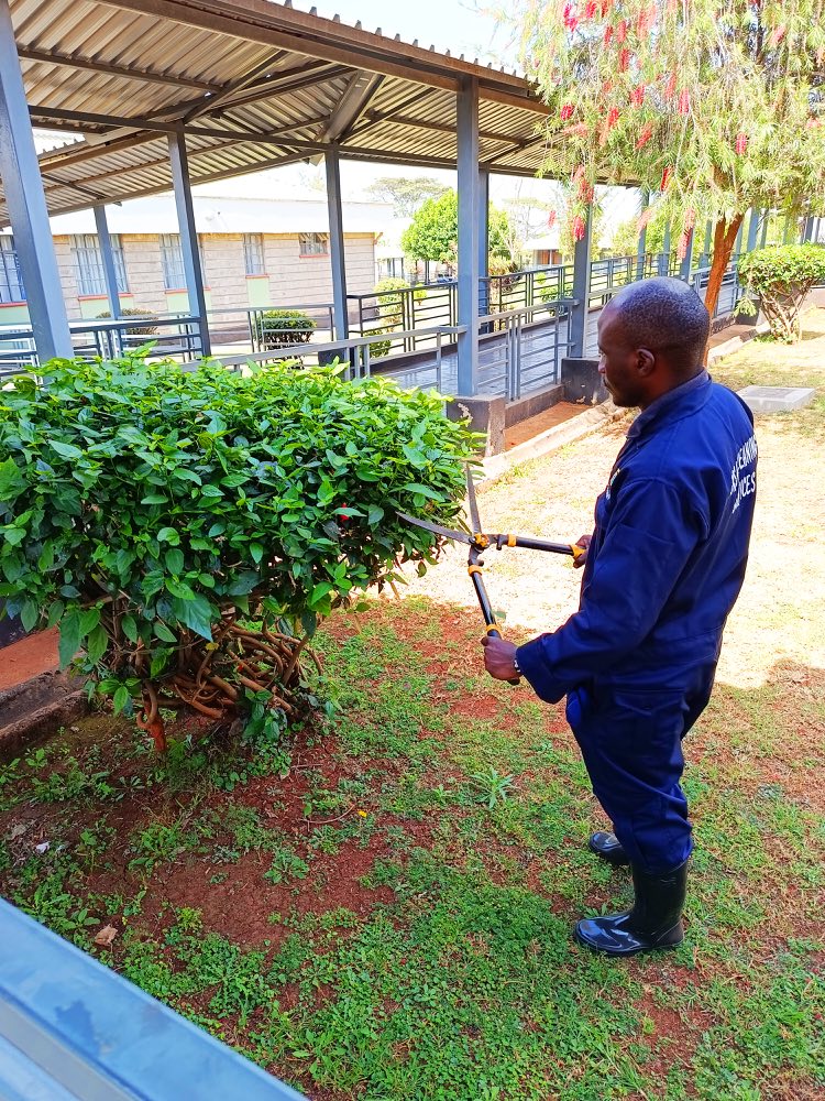 Dorsa groundskeeper using shears to shape a garden hedge